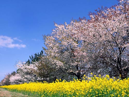 菜の花と桜のロード 壁紙自然派 菜の花と桜のロード 壁紙自然派