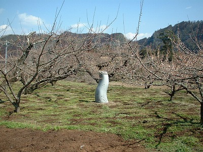 おおやま梅ごよみ③・・・３月１日・・・_b0023197_1059962.jpg