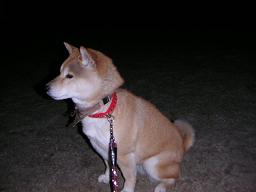 入れ替わり?_c0049950_2349844.jpg