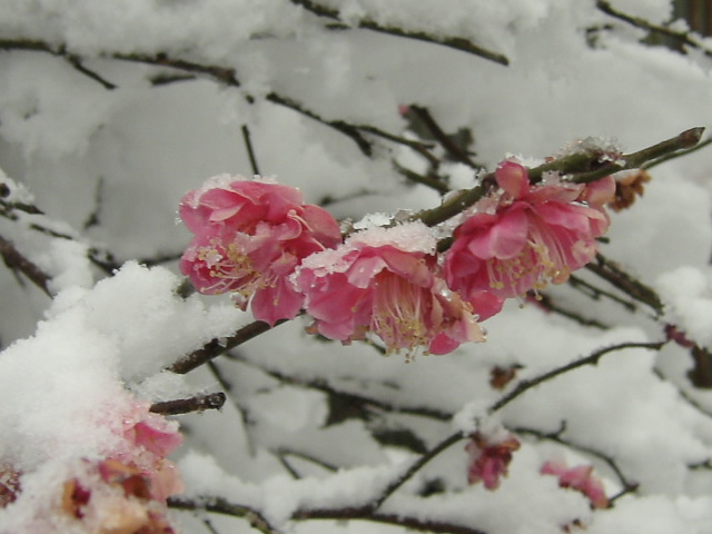 この冬...一番の雪？_c0004059_1818928.jpg