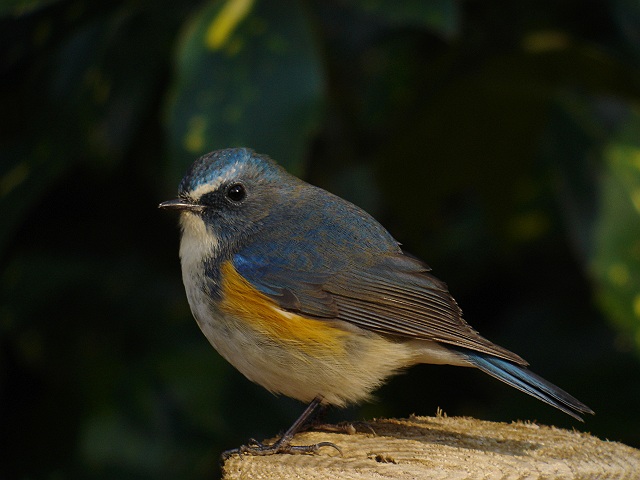 ルリビタキ　オス　　Red-flanked  Bluetail/ Erithacus  cyanurus_b0069564_19322820.jpg