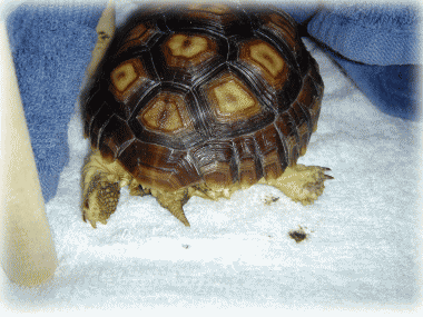 b0055276_0235265.gif