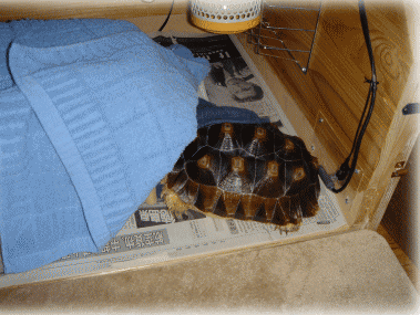 b0055276_0251055.gif