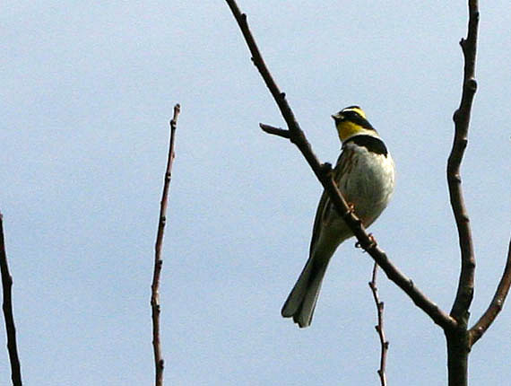 江津湖の鳥たちー２_b0047206_23431066.jpg