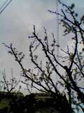 c0070396_10364196.jpg