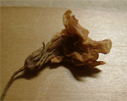 c0022913_2163066.gif