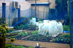 b0053019_222859100.jpg