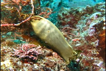 古代ギリシャ『人魚の財布』_c0049060_17123055.jpg