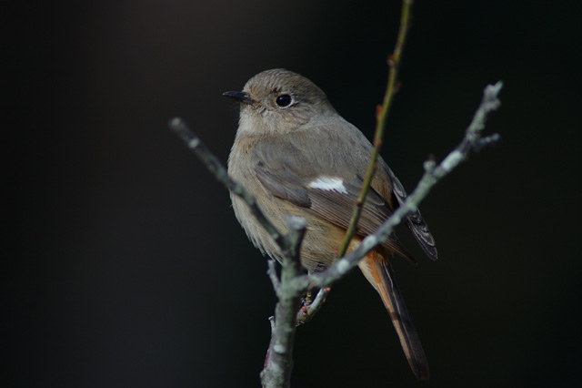 レンズ(ズーム) K180 Ai-S NIKKOR ED500mm F4P レンズ(ズーム) K180 Ai-S NIKKOR ED500mm F4P 俺の惑星: Ai Nikkor ED
