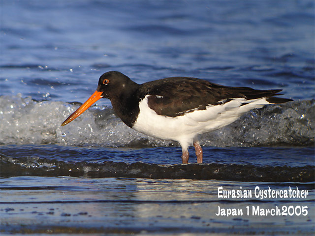 ミヤコドリ1  　Eurasian Oystercatcher 1_c0071489_193784.jpg