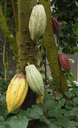 cacao_c0066392_1625256.jpg