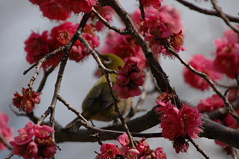 メジロ　万博公園梅林_a0037019_14114390.jpg