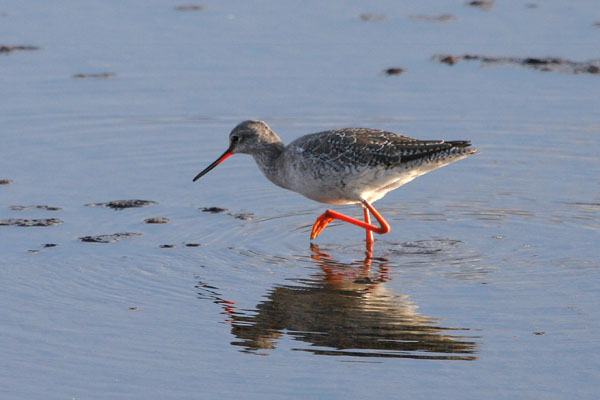 江津湖の鳥たちー２_b0047206_23143280.jpg