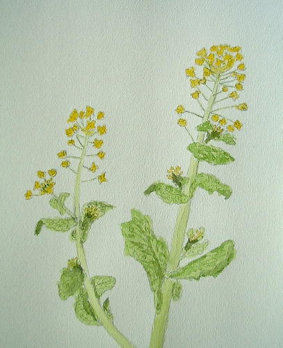 菜の花 水彩画で楽描 Rakugaki