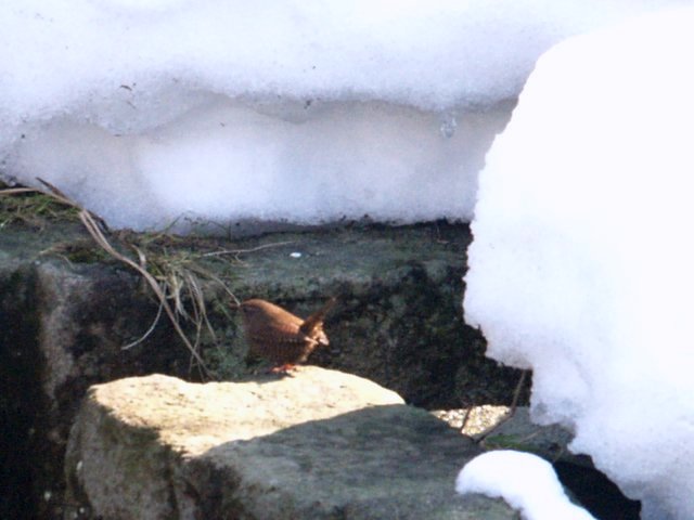 c0008502_157225.jpg