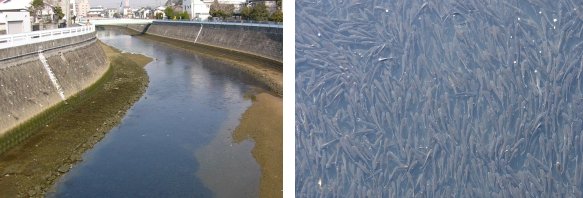 扇川のボラ 気ままな散策記 扇川のボラ 気ままな散策記