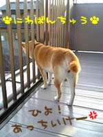 2005年3月8日（火）　　　はなは番犬♪_c0060620_1210525.jpg