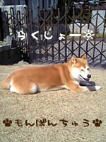 2005年3月8日（火）　　　はなは番犬♪_c0060620_1295628.jpg