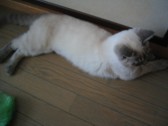 必殺ミルク剣_c0006826_7344883.jpg