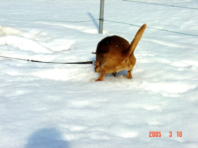 雪の中にモグラがいるの？？_a0005691_19191811.jpg