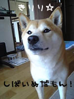 c0060620_16155233.jpg