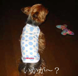 c0033145_2146335.gif