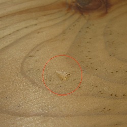 b0066260_233841100.jpg