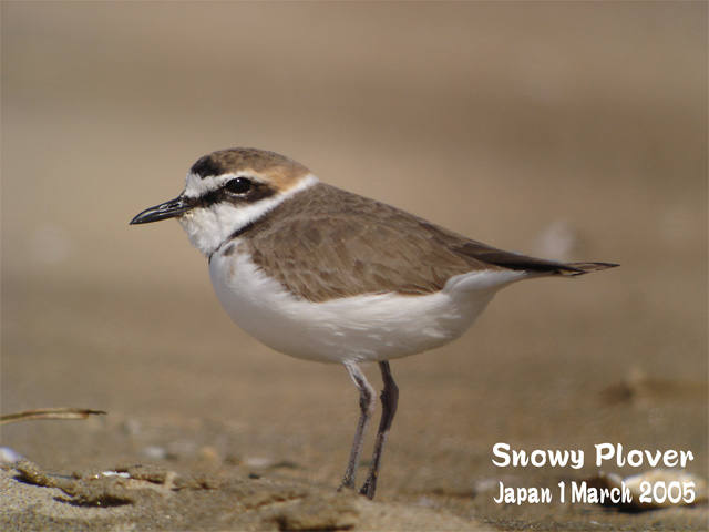 シロチドリ　　　Snowy Plover(米語名)　　Kentish Plover(英名） _c0071489_0304353.jpg