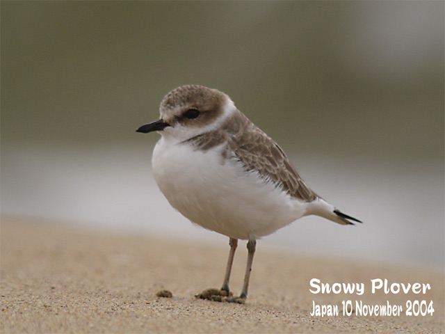 シロチドリ　　　Snowy Plover(米語名)　　Kentish Plover(英名） _c0071489_0333795.jpg