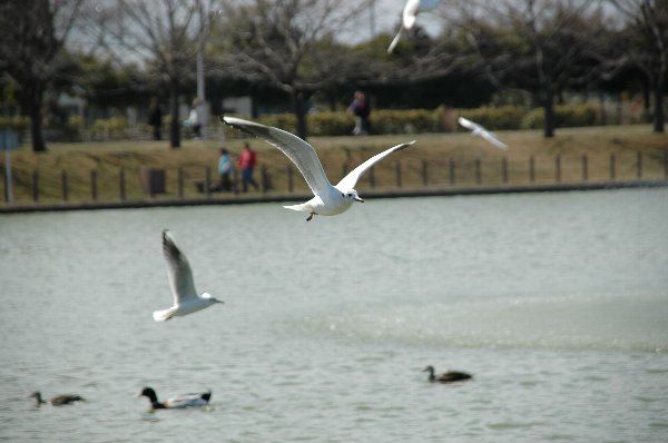 ユリカモメ　健康福祉村の池にて_c0042929_19332698.jpg