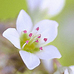 b0016730_9384712.gif