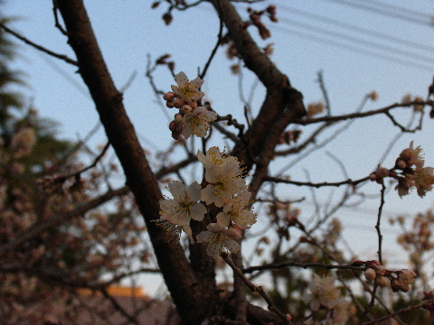 ヒカンサクラ？寒桜？ほとんど満開です！_b0045109_1873840.jpg