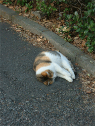 c0022913_22272150.gif