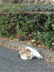 c0022913_22275356.gif