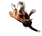 b0005652_2029489.gif