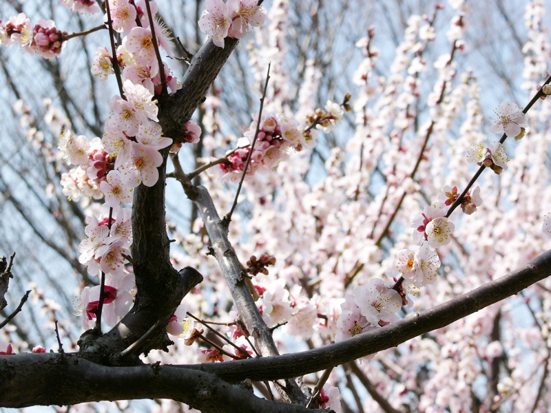 CHERRY BLOSSOM GIRL_c0075562_1319393.jpg