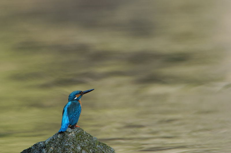 ヤマ・カワ・鳥バカ...り_b0004398_18333052.jpg