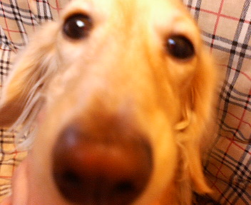 c0074374_155341.jpg