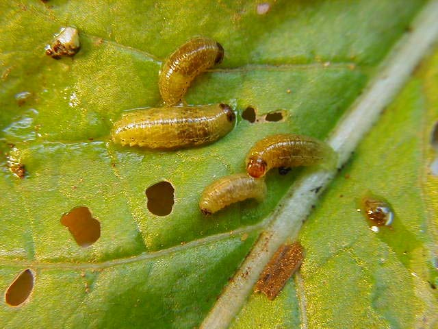 カブの葉を穴だらけにする幼虫 昆虫ブログ むし探検広場