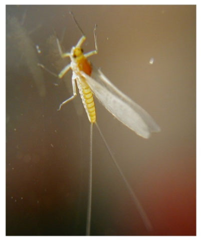 カブの葉を穴だらけにする幼虫 昆虫ブログ むし探検広場