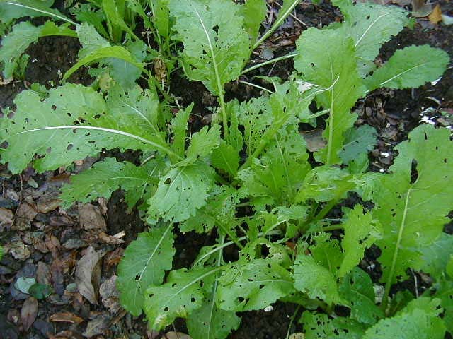 カブの葉を穴だらけにする幼虫_b0025008_1644579.jpg