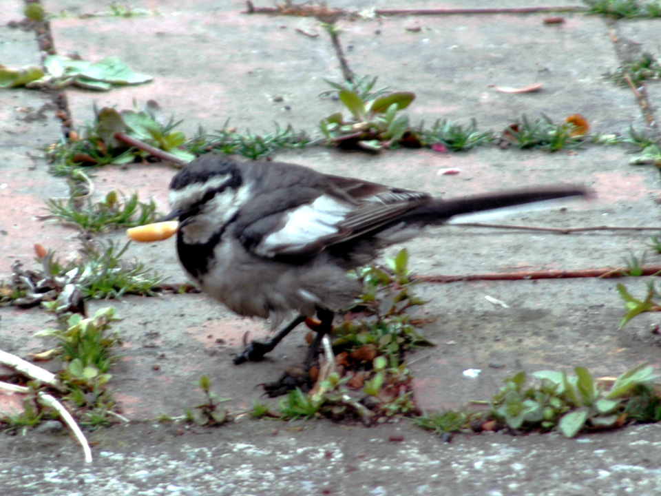 c0039919_20511145.jpg