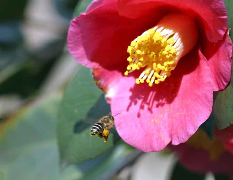 花粉ダンゴをつけたニホンミツバチ 昆虫ブログ むし探検広場