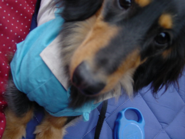モデル気分のモモくん♪_c0043737_1620553.jpg