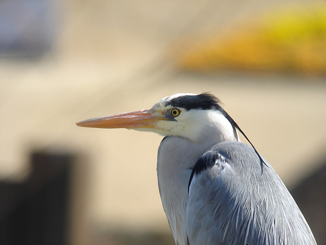 明石海峡公園 「野鳥観察会」_c0031561_19553245.jpg