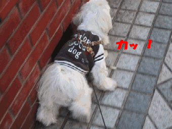 b0060071_21483443.gif