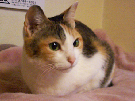 が 猫 荒い 鼻息
