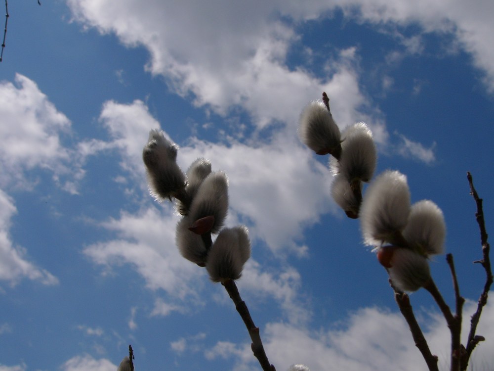 c0062511_226552.jpg