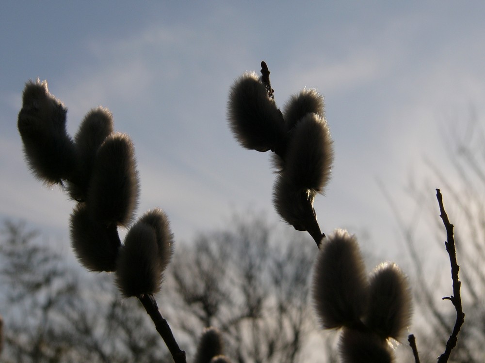 c0062511_2272169.jpg
