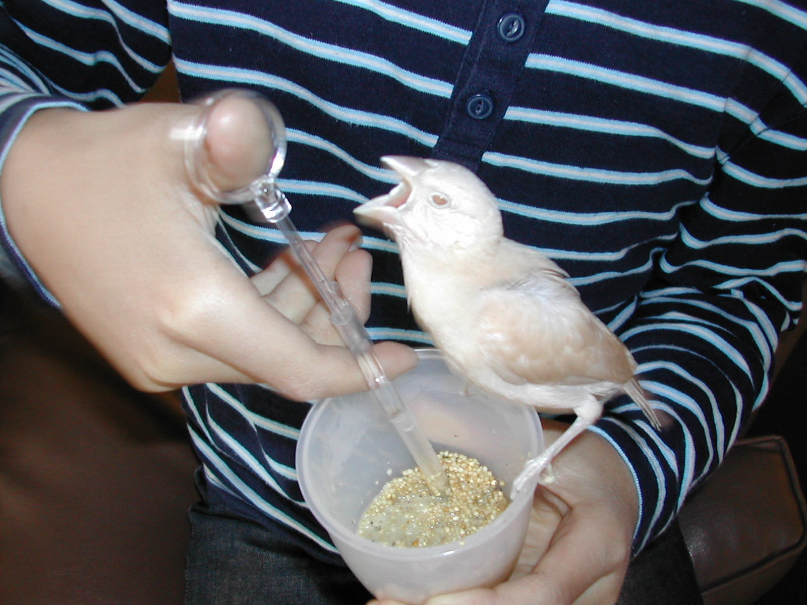生後1ヶ月 文鳥のモカ日記 生後1ヶ月 文鳥のモカ日記